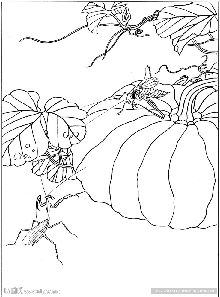 草虫 素描 线描 白描 国画