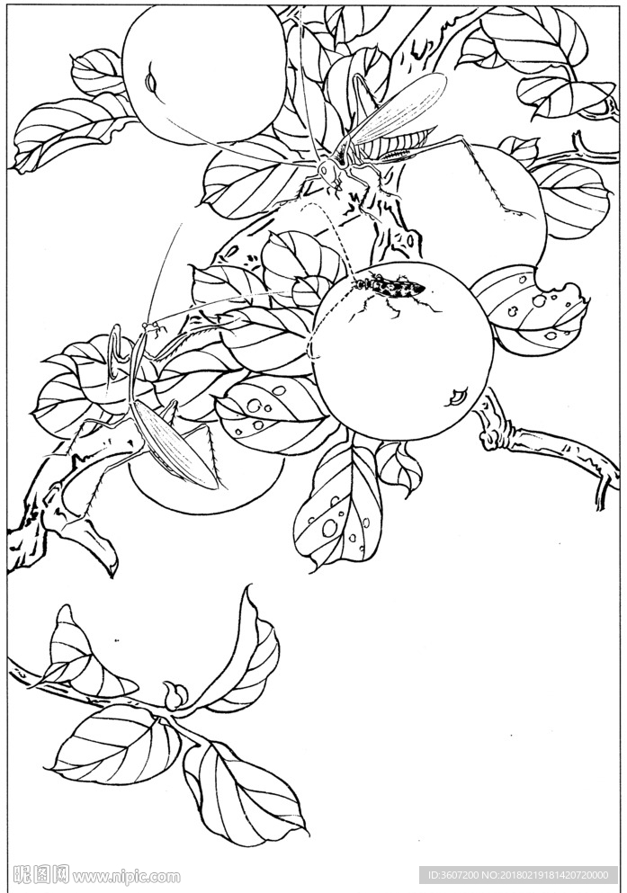 草虫 素描 线描 白描 国画