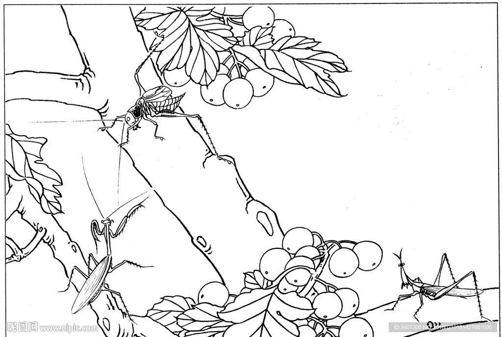 草虫 素描 线描 白描 国画