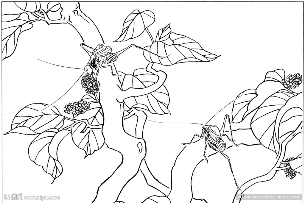 草虫 素描 线描 白描 国画