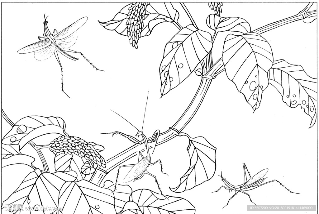 草虫 素描 线描 白描 国画