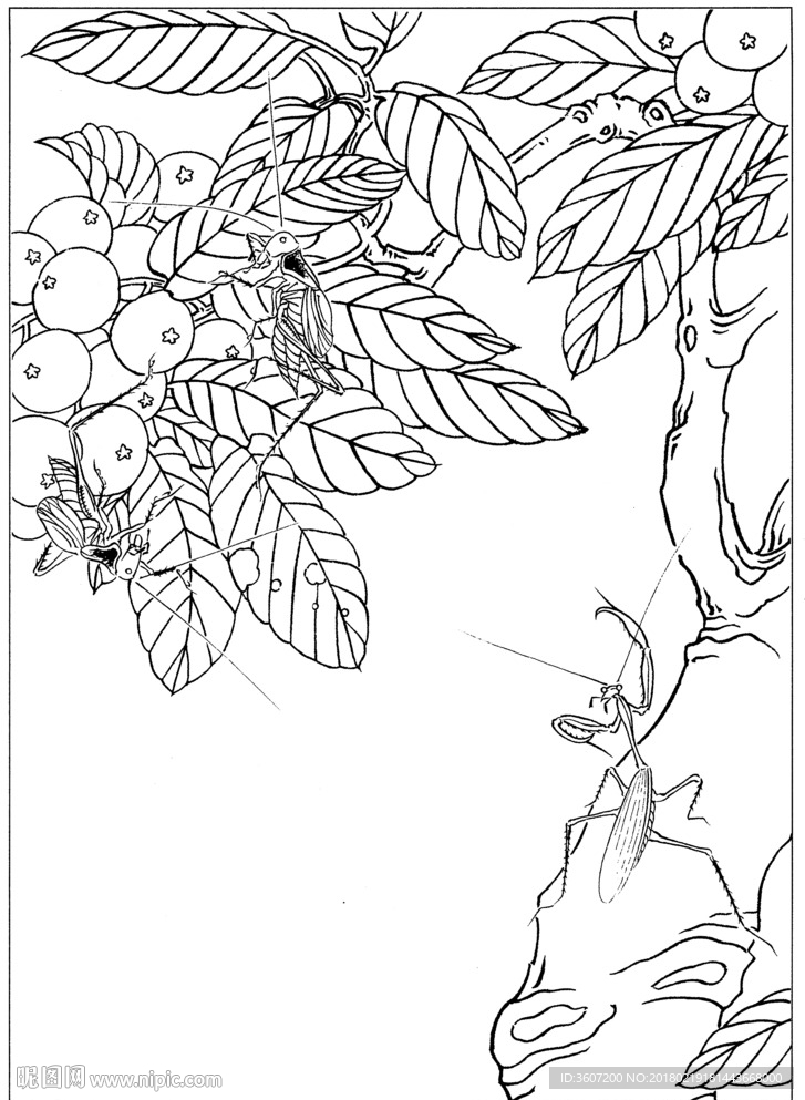 草虫 素描 线描 白描 国画