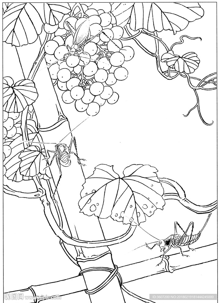 草虫 素描 线描 白描 国画