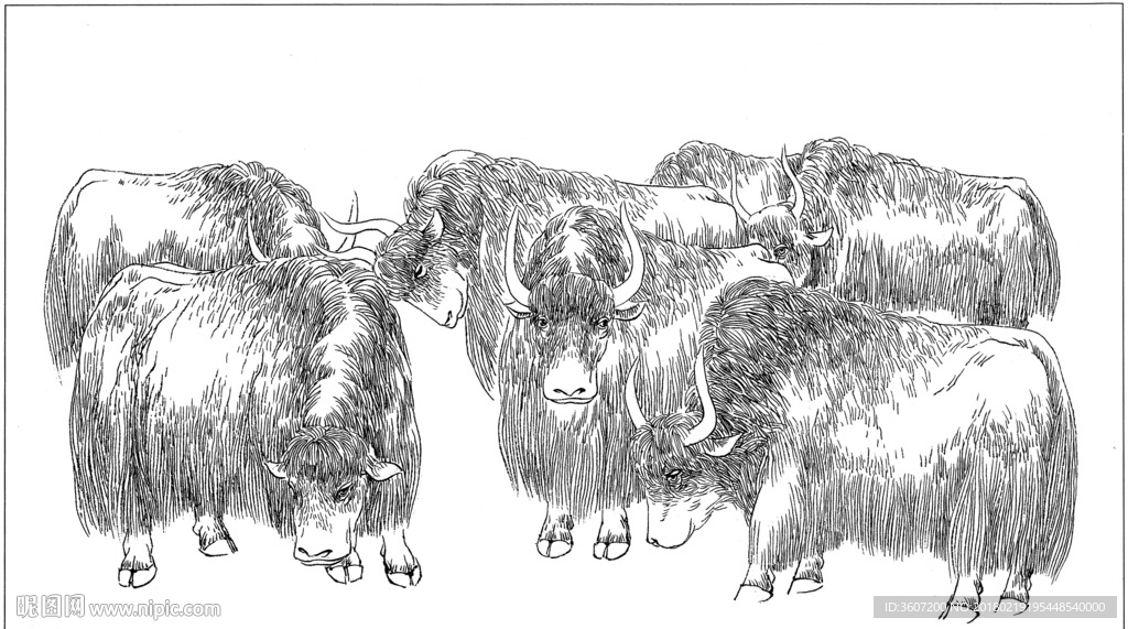 牦牛 线描 素描 白描 国画