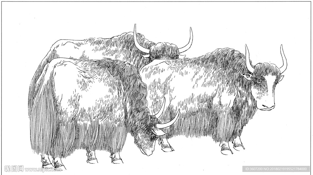 牦牛 线描 素描 白描 国画