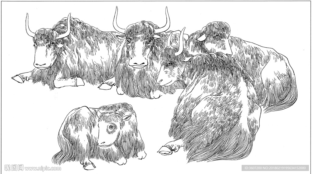 牦牛 线描 素描 白描 国画