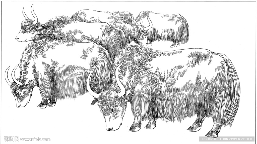 牦牛 线描 素描 白描 国画