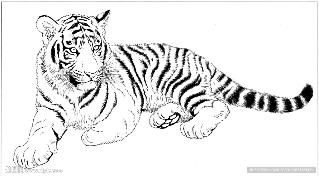 老虎 素描 白描 线描 国画