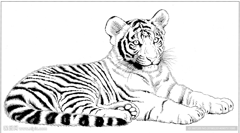 老虎 素描 白描 线描 国画
