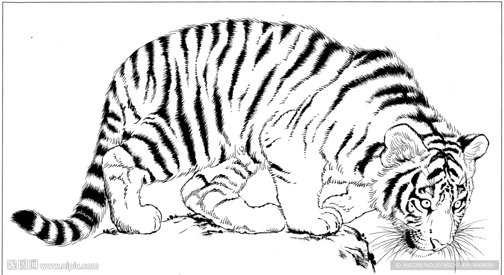 老虎 素描 白描 线描 国画