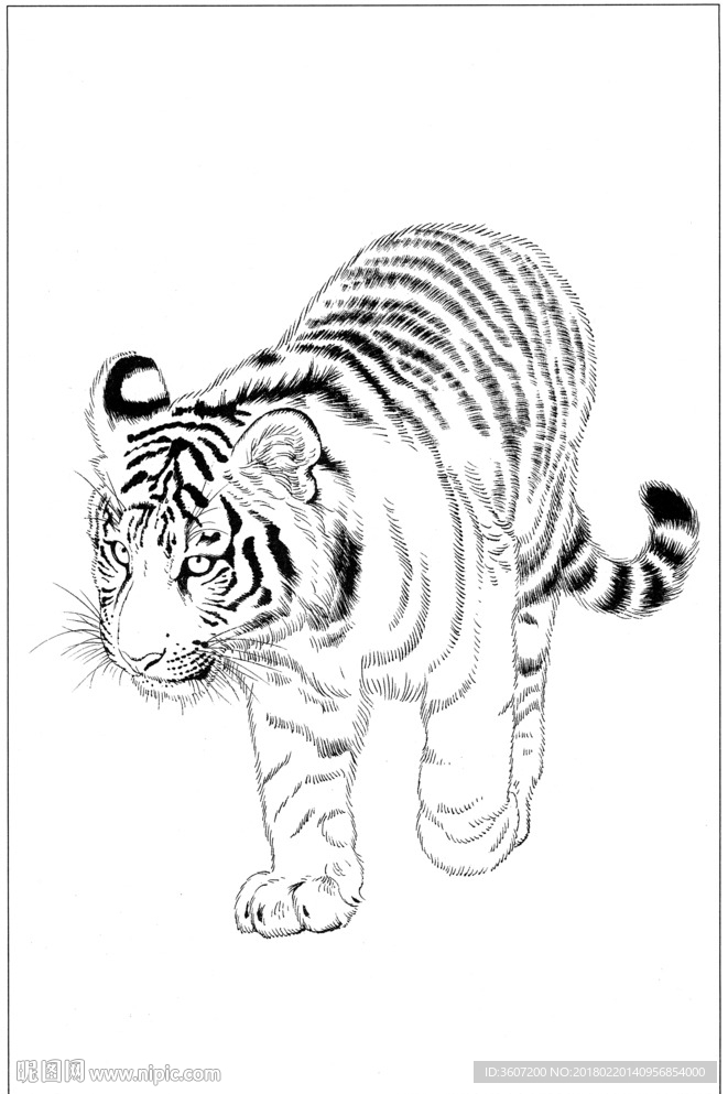 老虎 素描 白描 线描 国画