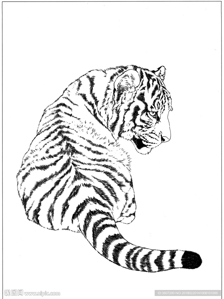 老虎 素描 白描 线描 国画