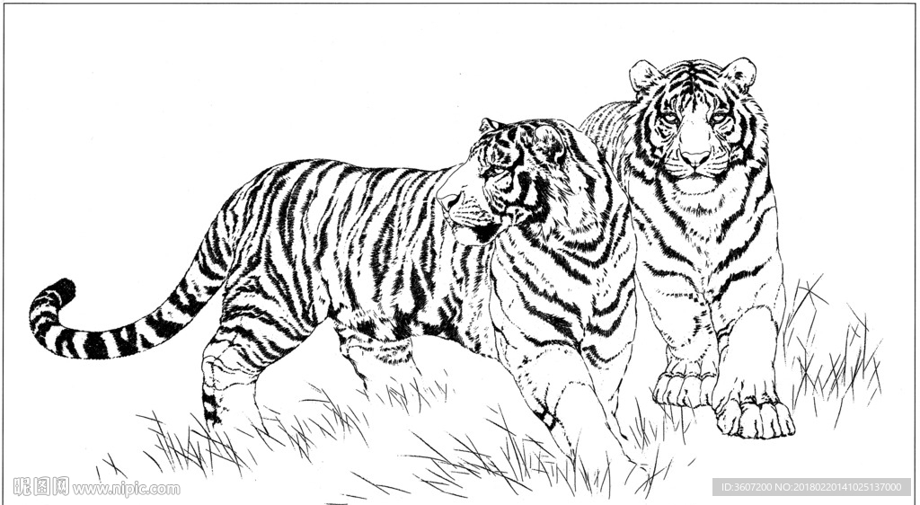 老虎 素描 白描 线描 国画