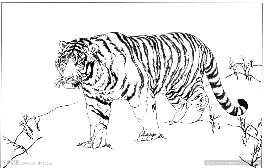 老虎 素描 白描 线描 国画