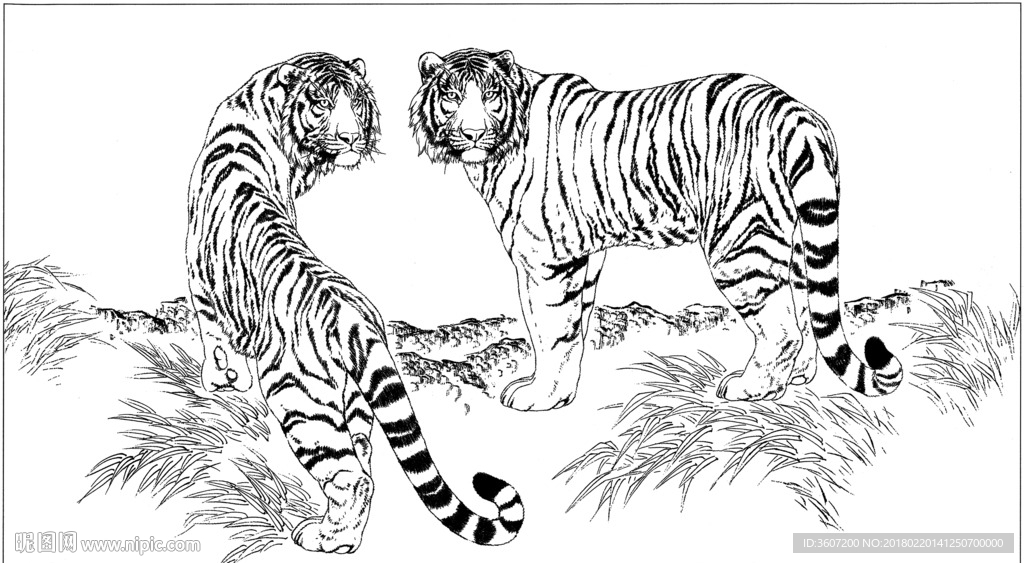 老虎 素描 白描 线描 国画