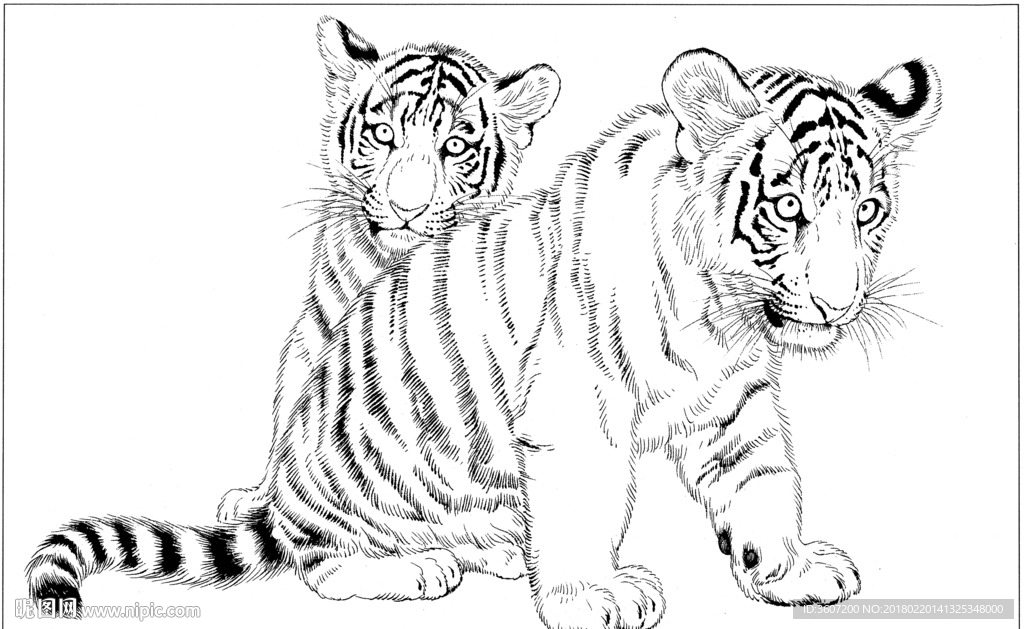 老虎的画法速写图片