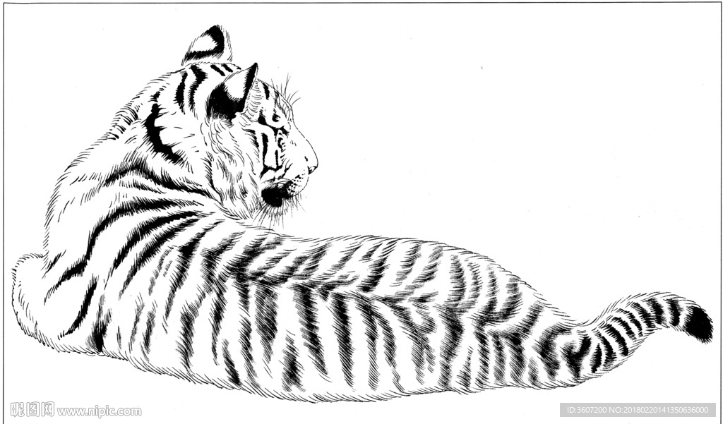 老虎 素描 白描 线描 国画