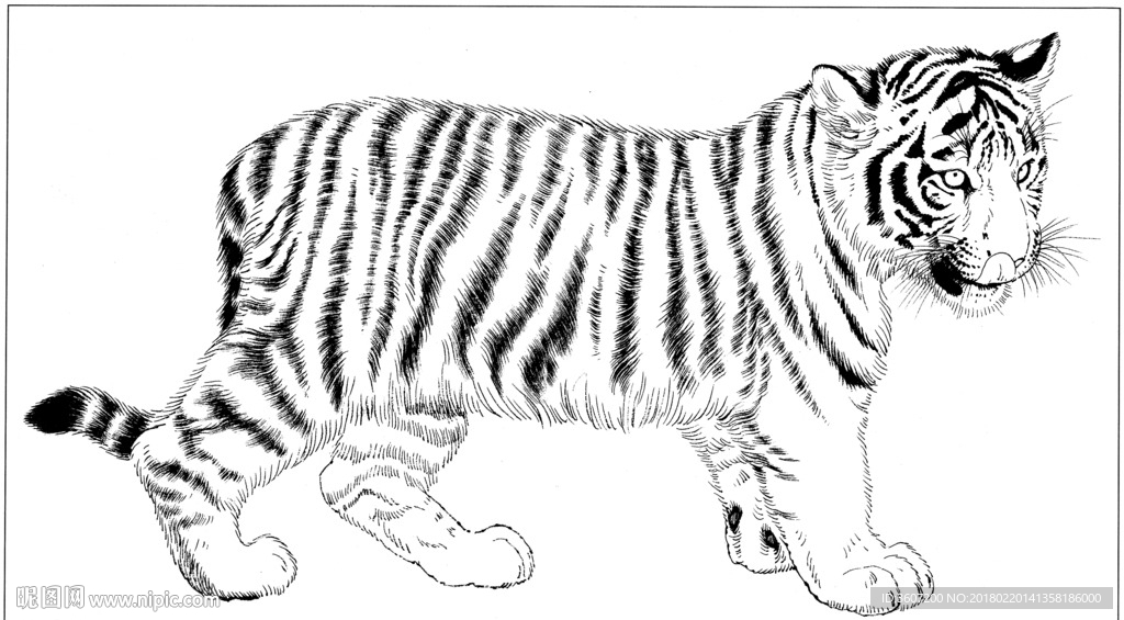 老虎 素描 白描 线描 国画
