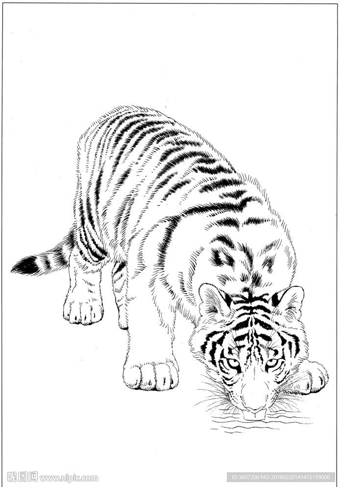 老虎 素描 白描 线描 国画
