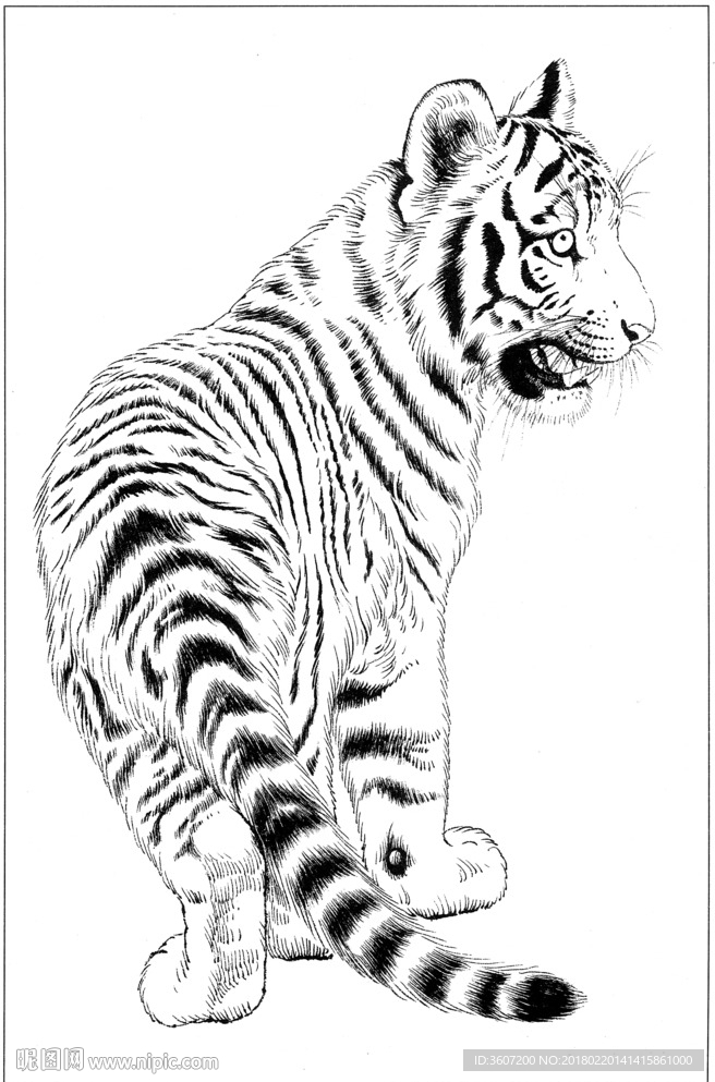 老虎 素描 白描 线描 国画