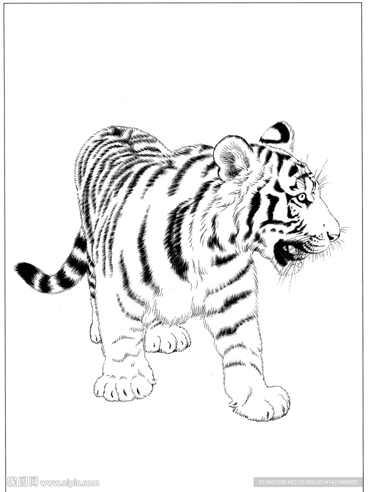 老虎 素描 白描 线描 国画