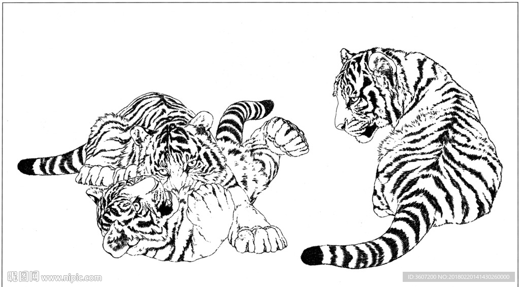 老虎 素描 白描 线描 国画