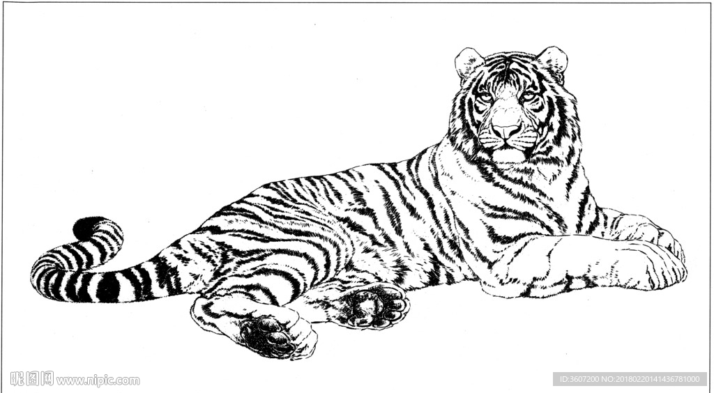 老虎 素描 白描 线描 国画