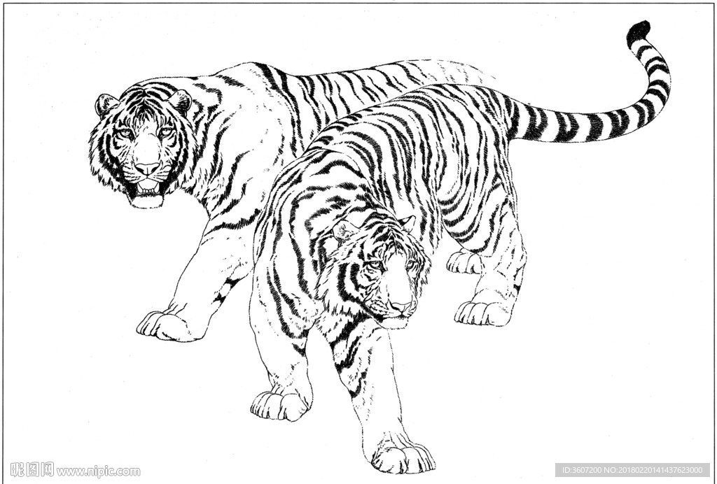 老虎 素描 白描 线描 国画