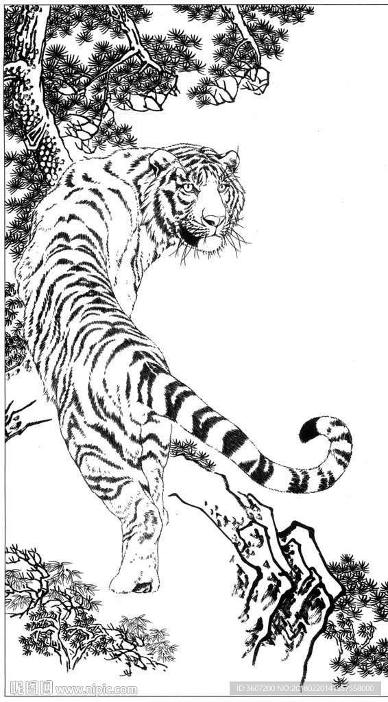 老虎 素描 白描 线描 国画