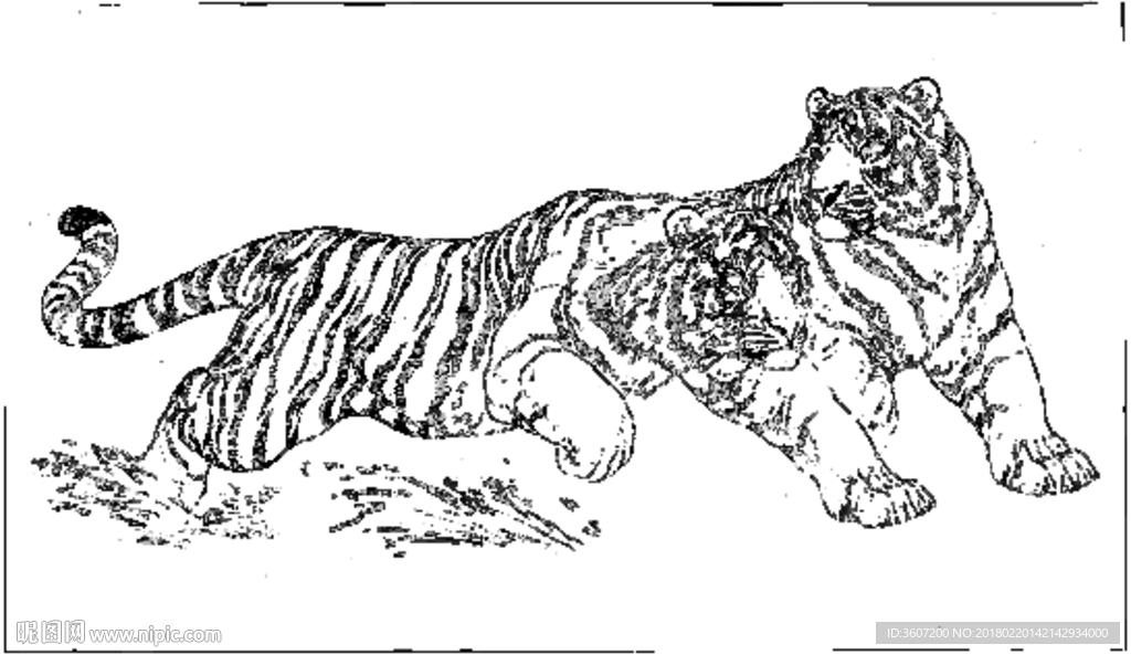 老虎的铅笔画法图片