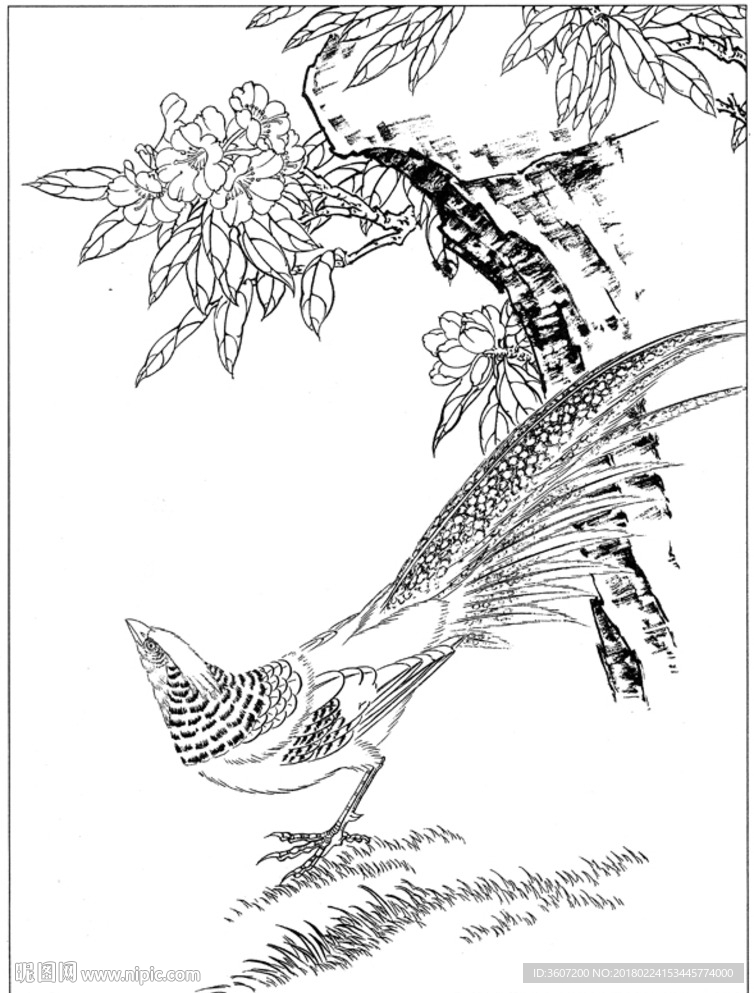 锦鸡 素描 白描 线描 国画