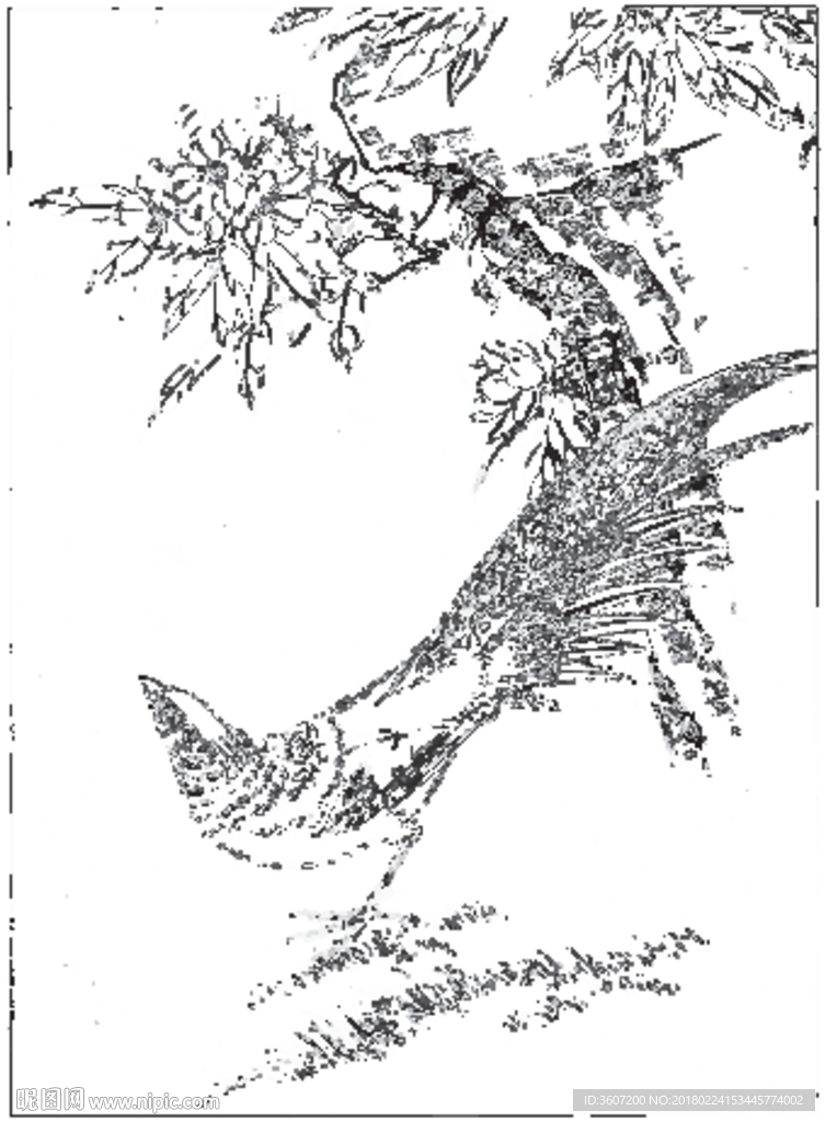 锦鸡 素描 白描 线描 国画