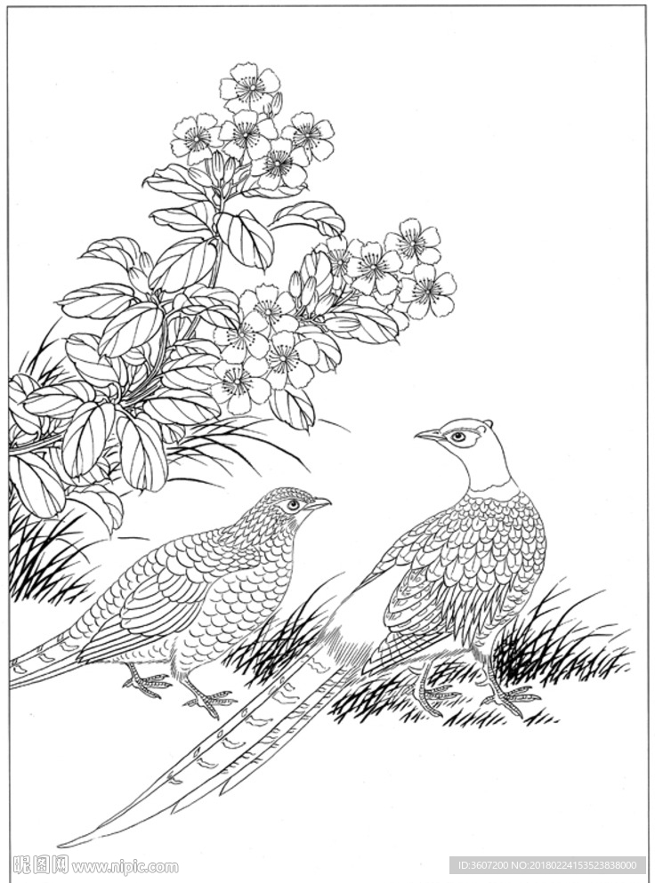 锦鸡 素描 白描 线描 国画
