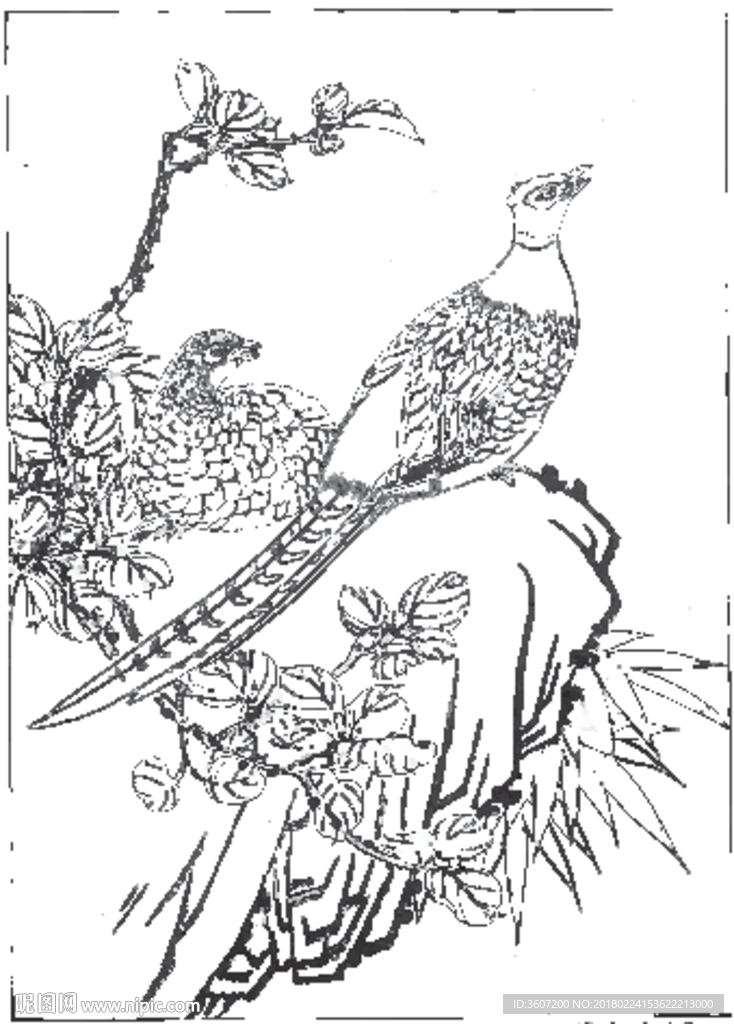 锦鸡 素描 白描 线描 国画