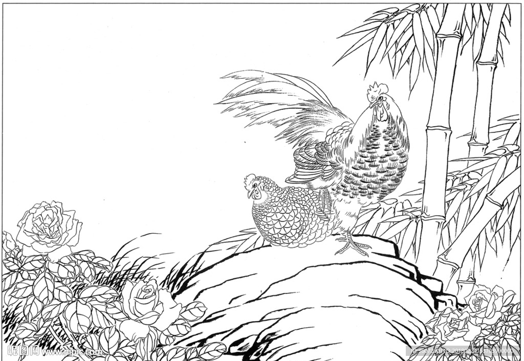 锦鸡 素描 白描 线描 国画