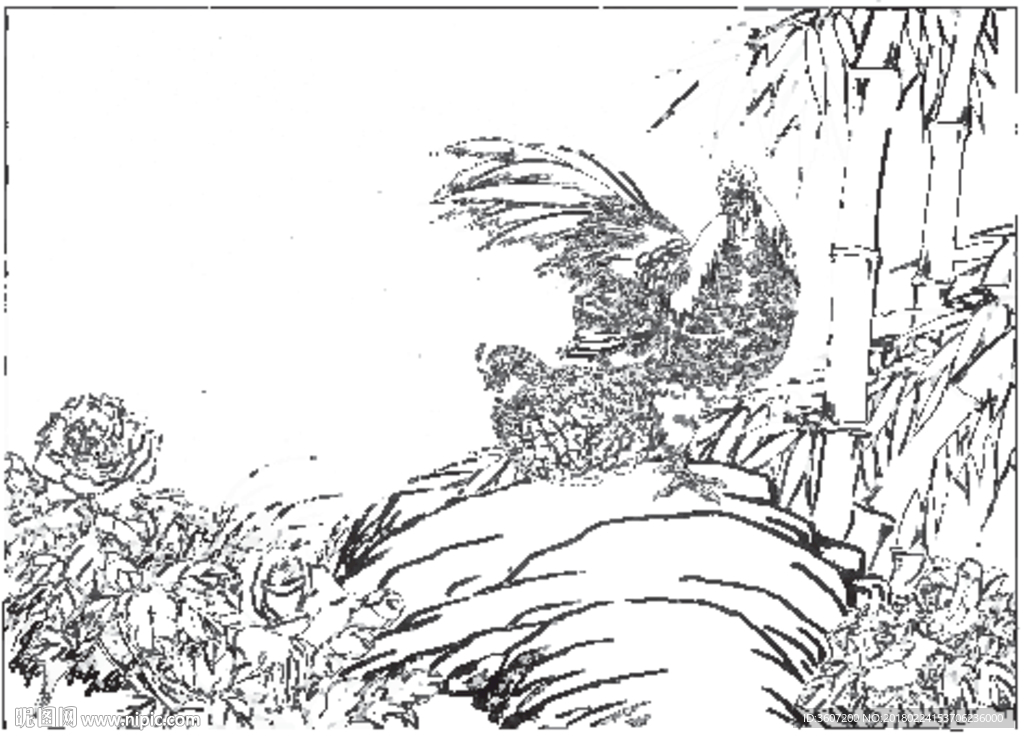 锦鸡 素描 白描 线描 国画