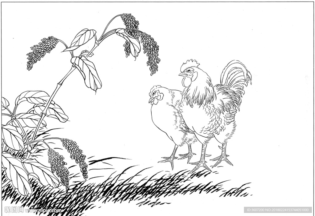锦鸡 素描 白描 线描 国画