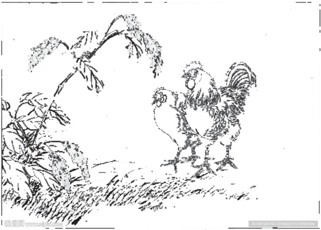 锦鸡 素描 白描 线描 国画