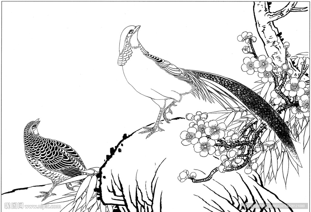 锦鸡 素描 白描 线描 国画