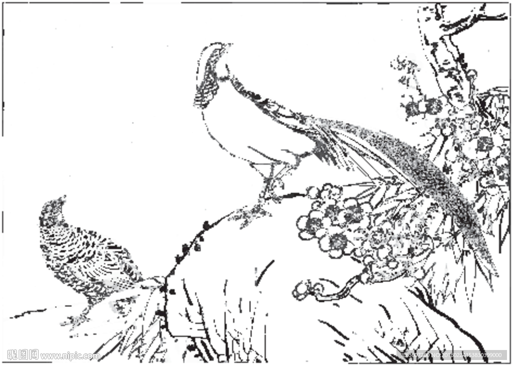 锦鸡 素描 白描 线描 国画