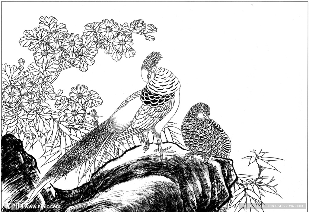 锦鸡 素描 白描 线描 国画