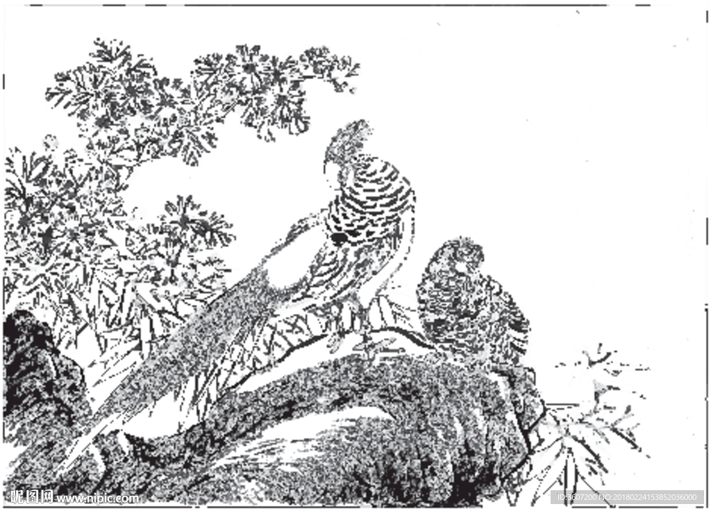 锦鸡 素描 白描 线描 国画