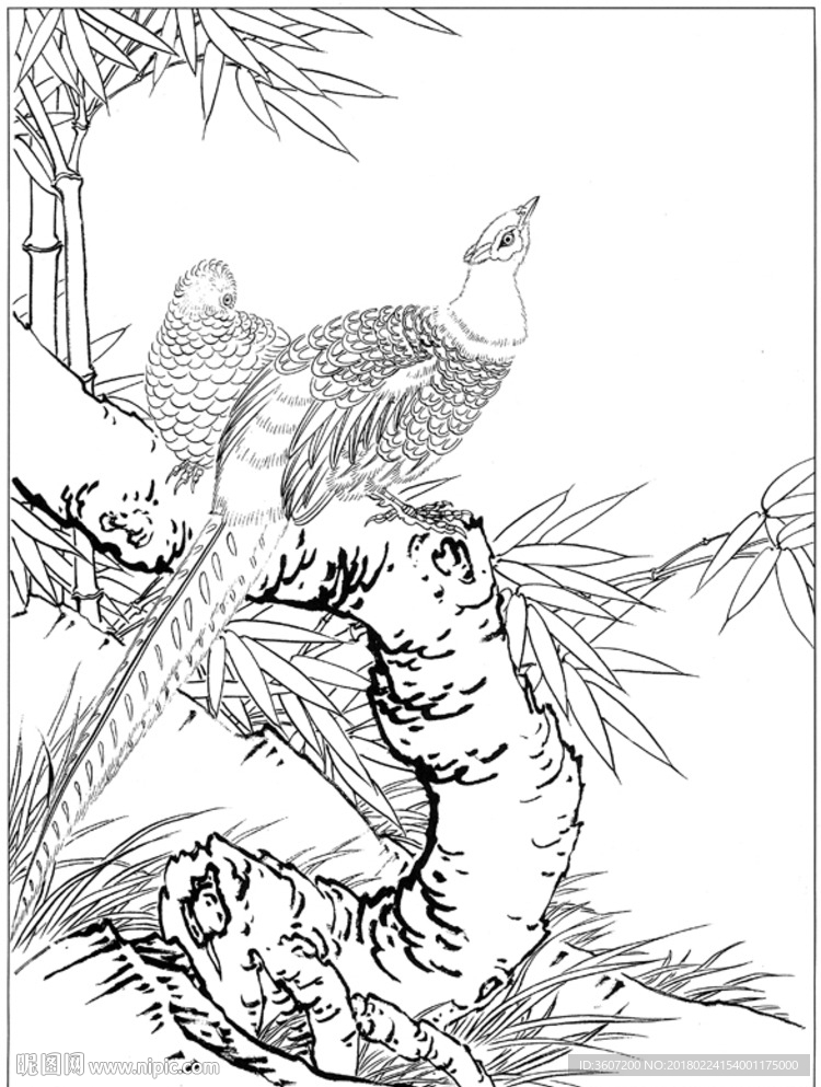 锦鸡 素描 白描 线描 国画