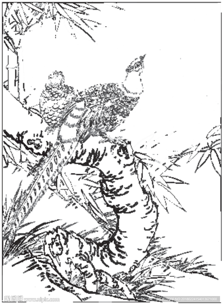 锦鸡