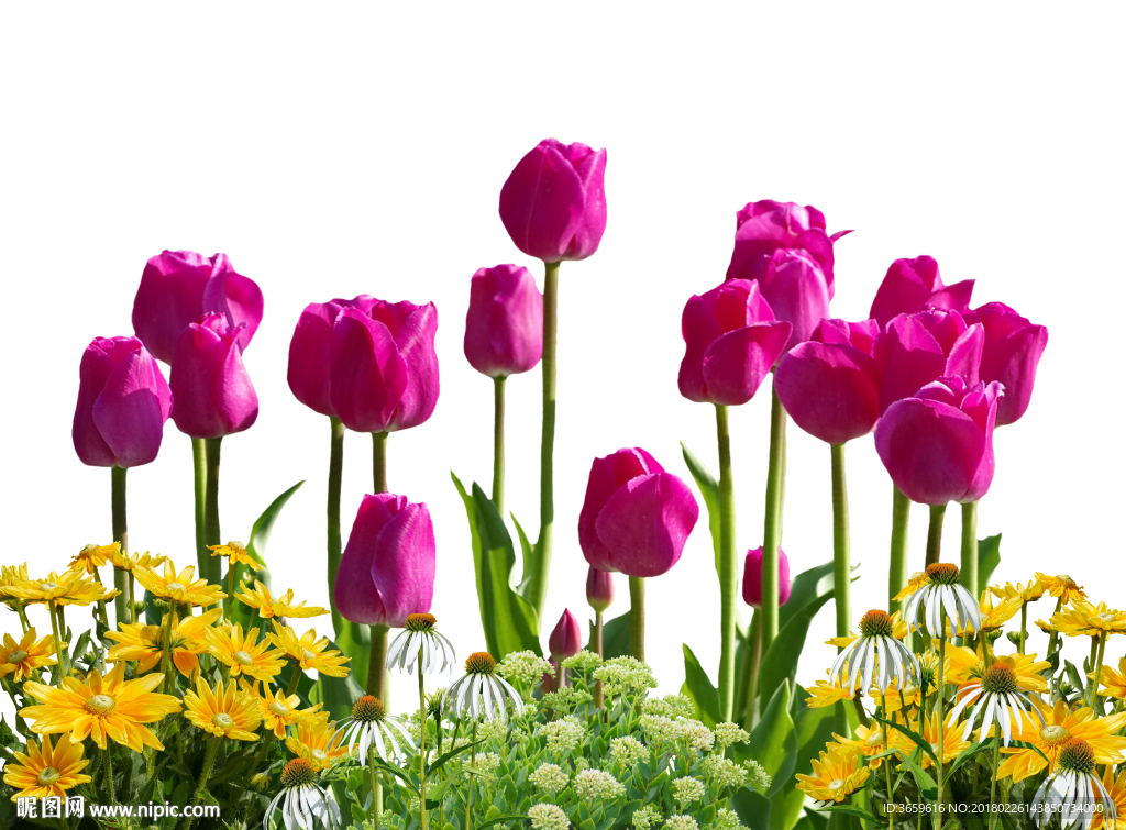 鲜花背景