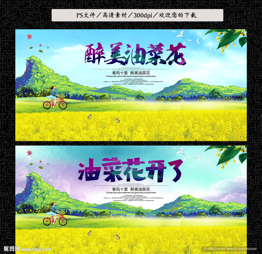 油菜花