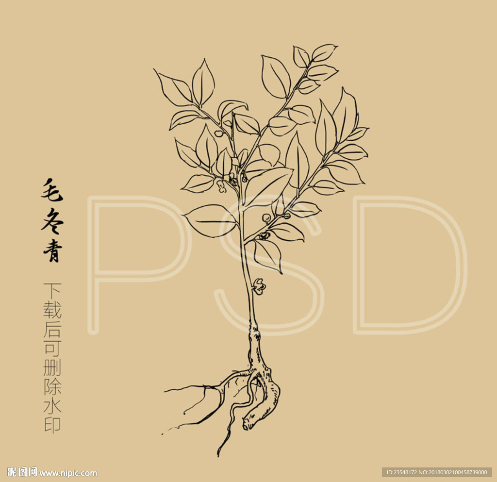毛冬青