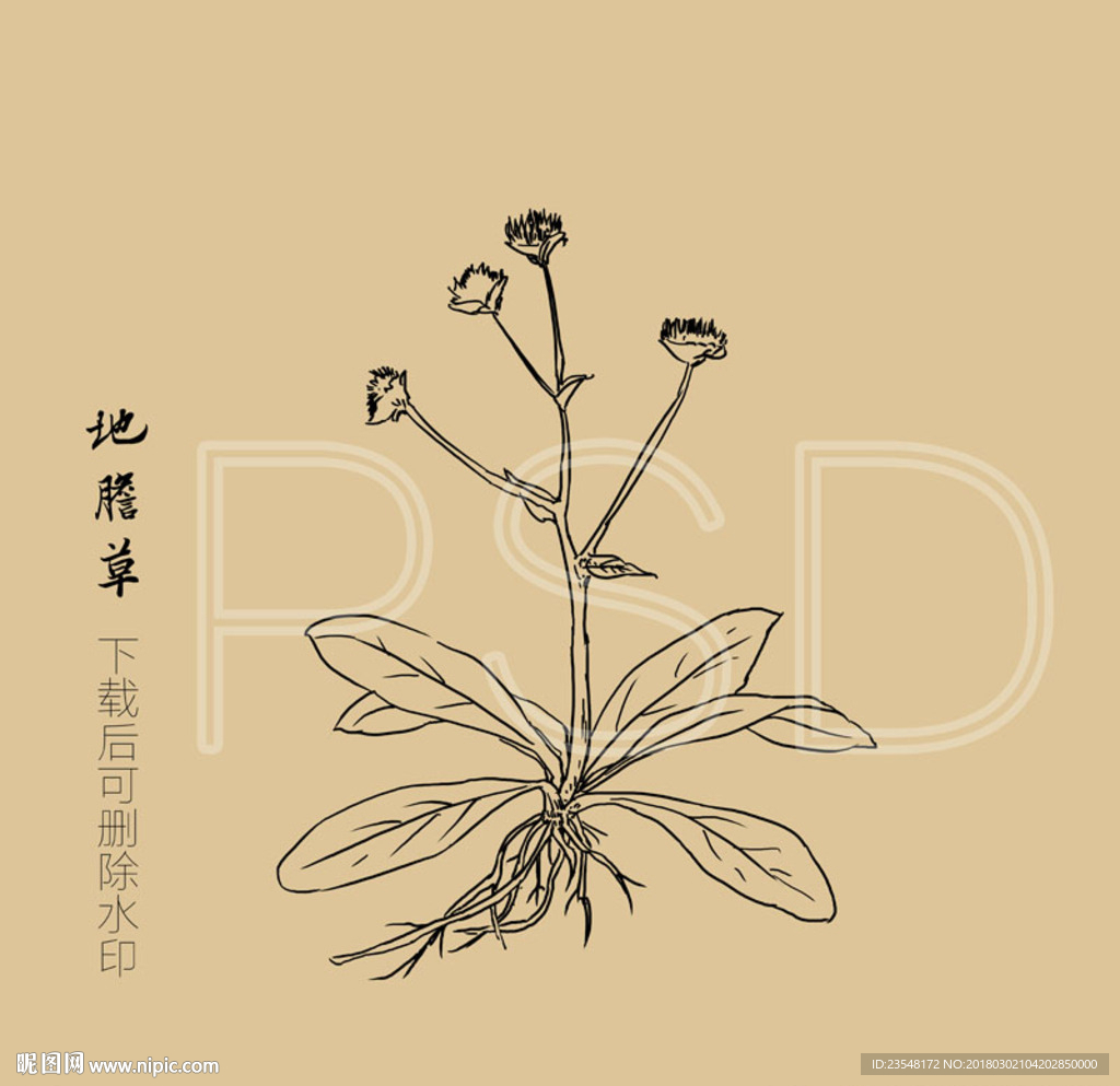 地胆草