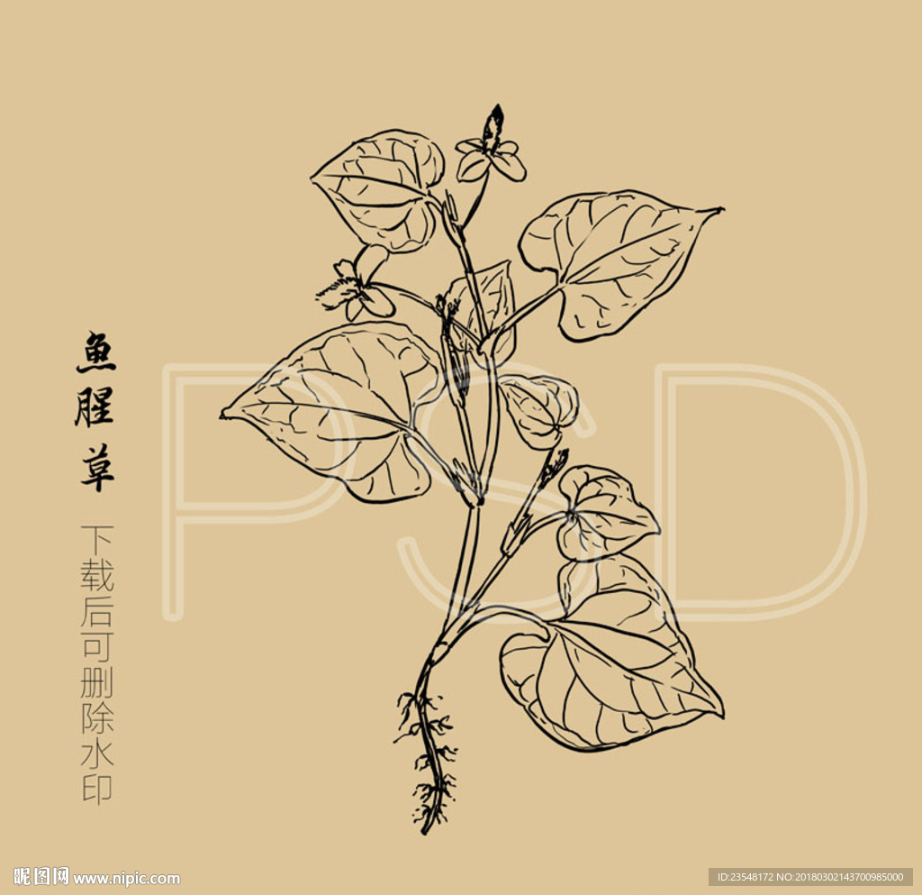 鱼腥草 鱼腥草粉 狗心草 折耳