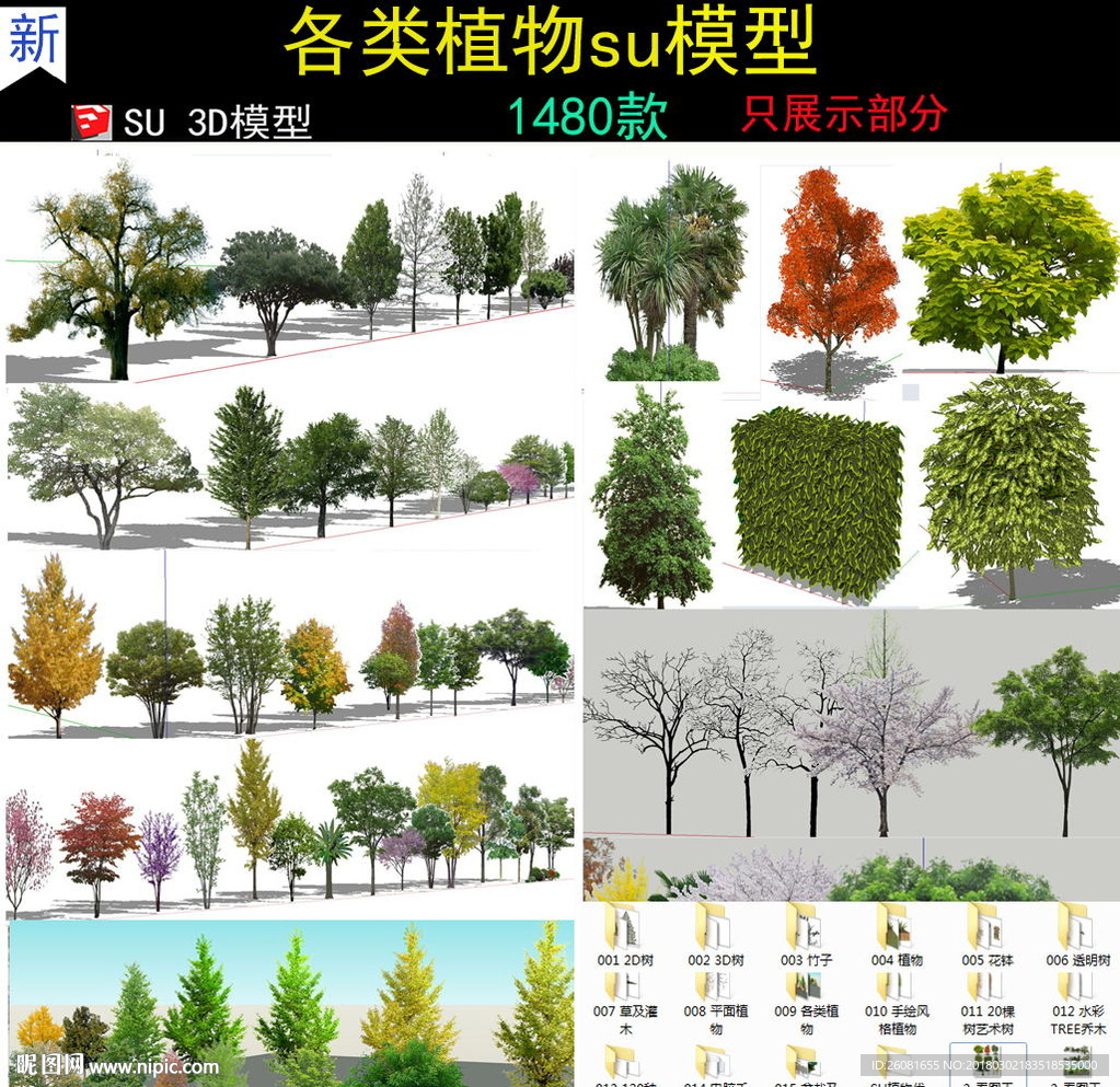 植物模型